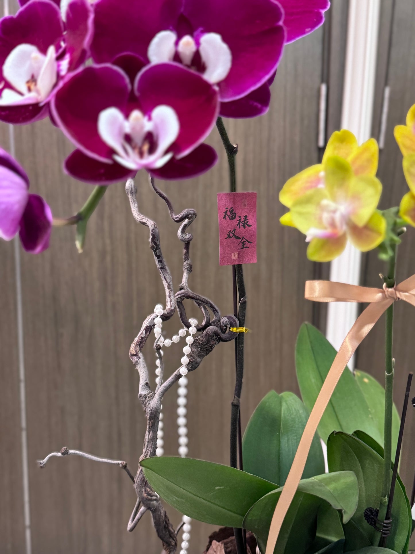 Orchid Arrangement – Regal Serenity