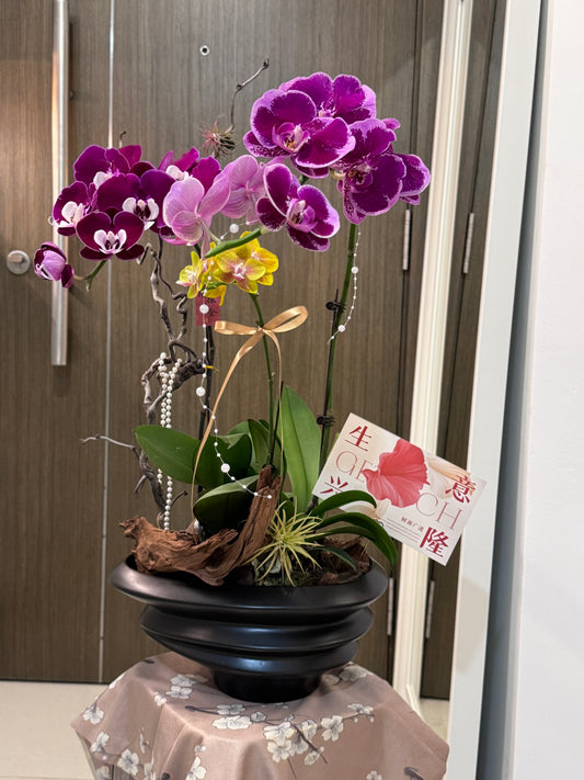 Orchid Arrangement – Regal Serenity